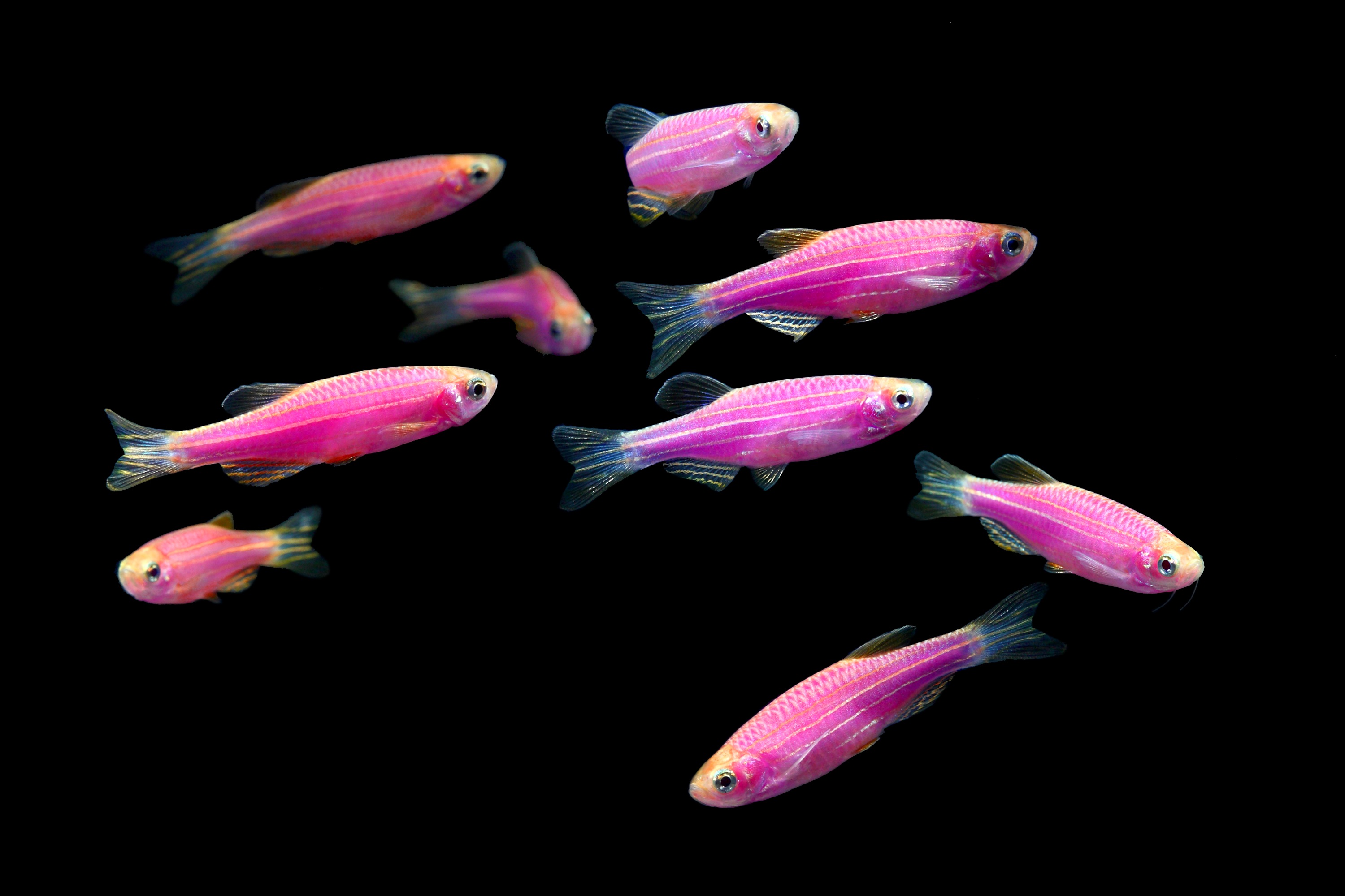 Danio rerio "GloFish"). 
