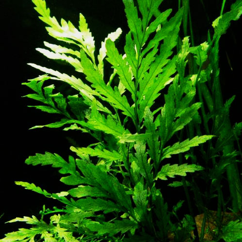 Bolbitis-Heudelotii-African-water-fern-fern-plant-for-sale-and-where-to-buy-Aquaticmag