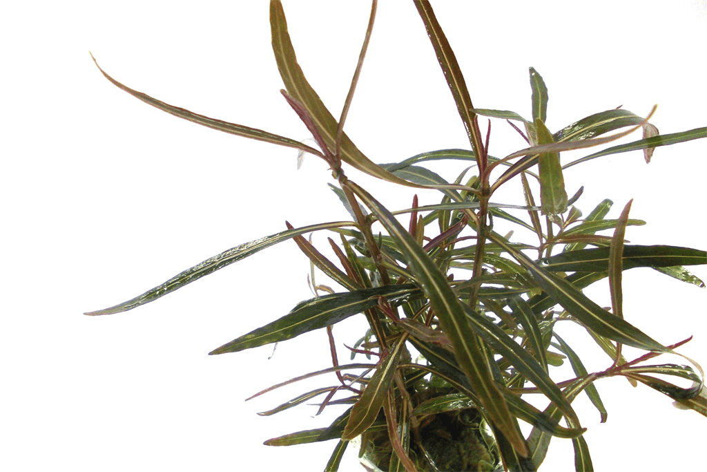hygrophila-araguaia-foto