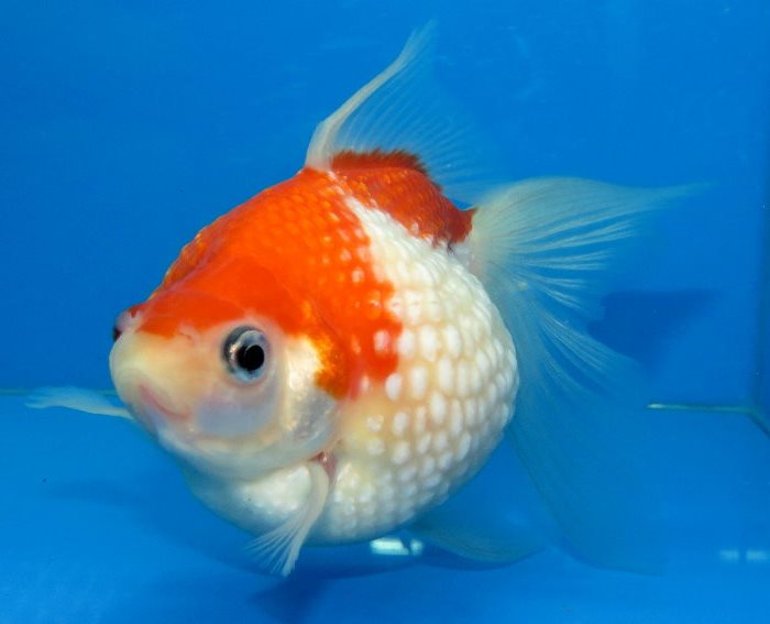 Золотая-рыбка-жемчужинка-анг.-Pearlscale-goldfish