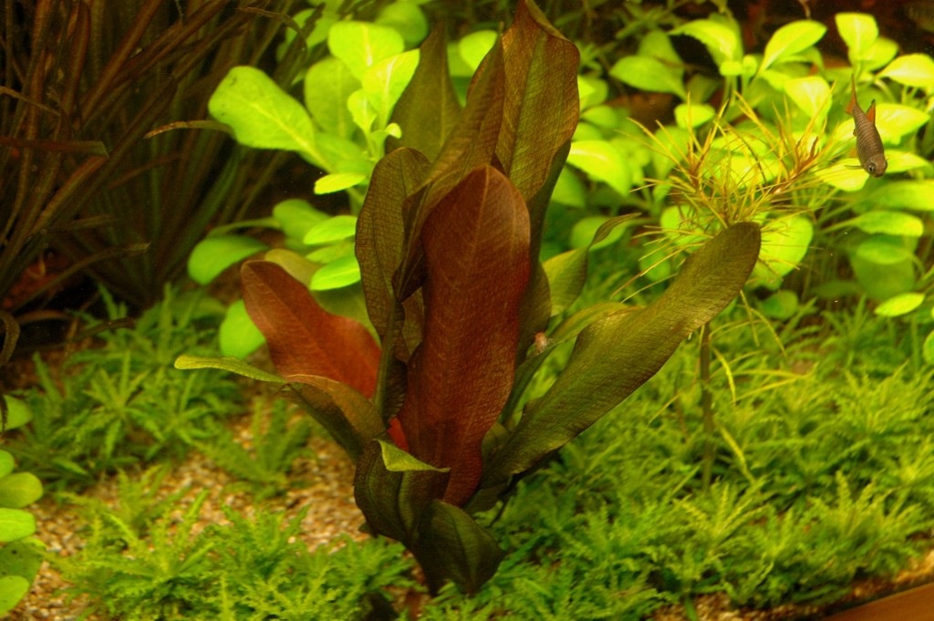 Echinodurus-kleiner-bär-001