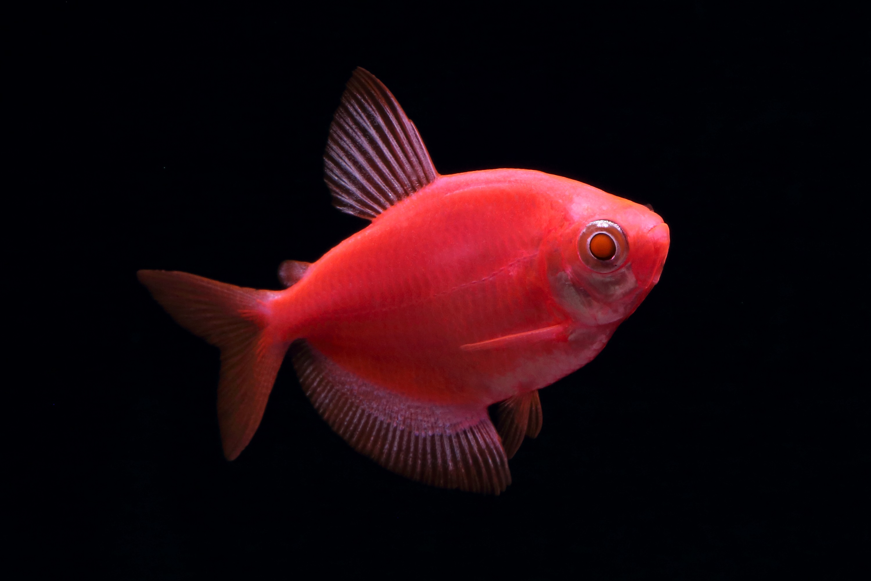 glofish-starfire-red-tetra