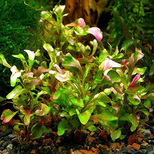 Hedge-Cherry-Stem-or-Alternanthera-ficoidea-Red-Threads-Bunched-Aquatic-Plant