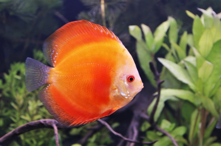 Red,Discus,(pompadour,Fish),Are,Swimming,In,Fish,Tank.,Symphysodon